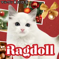 【 ラグドール 】大人気猫種ラグドール登場!可愛すぎる表情にご注目ください!