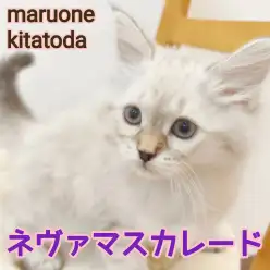 【 ネヴァマスカレード 】北戸田店初登場！甘えん坊でフレンドリーな女の子