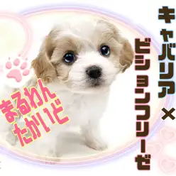 【 Mix犬 】ビジュアル良し！飼いやすさ抜群！勢い止まらぬキャバション旋風！