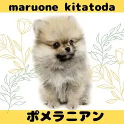 【 ポメラニアン 】注目必須！超たぬき顔ポメラニアンが北戸田に降臨！