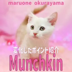 【 マンチカン 】マイルドからワイルドに変化中！性格は超人好き甘えんBOY