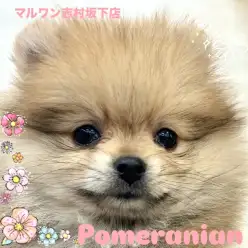 【 ポメラニアン 】天真爛漫で甘えん坊！たぬき顔のポメラニアンちゃんが仲間入り！