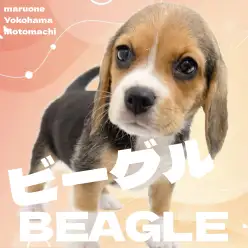 【 ビーグル 】靴下を履いたビーグルちゃんが横浜元町店やってきた！