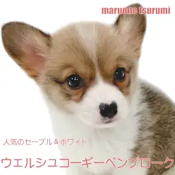 【 ウェルシュコーギーペンブローク 】人懐っこさが魅力、短足キュートな女の子！