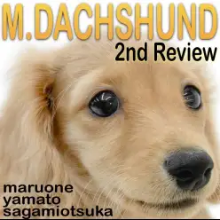【 ミニチュアダックスフント 】変わらない可愛さと増す魅力！生後3ヶ月の成長記