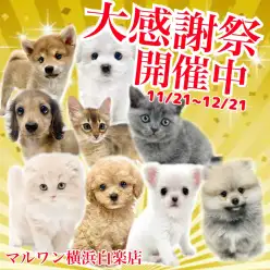 【 お知らせ 】お客様大感謝祭開催中！白楽店の可愛い仲間たち