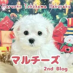 【 マルチーズ 】初めてさんに寄り添う“真っ白サンタ”の成長ストーリー