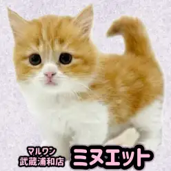 【 ミヌエット 】短い手足と抜群の可愛さ！好奇心旺盛な男の子が埼玉浦和に登場