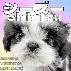 【 シーズー 】白黒カラーが映える奇跡のまる顔シーズーが横浜元町店に登場です！