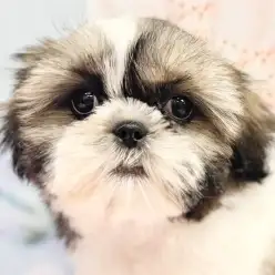 【 シーズー 】仲間入りして2週間!毎日のお手入れで可愛さ更にパワーアップ!