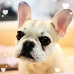 【 フレンチブルドック 】愛嬌と貫禄がたっぷり！ほっこり北通Vol.268