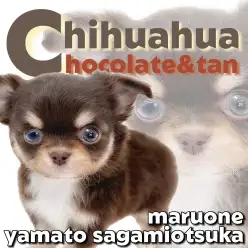 【 チワワ 】小さな体に可愛さと魅力をぎゅっと詰め込んだ濃いめのチョコタン男子