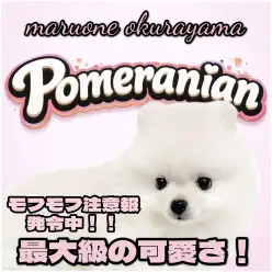 【 ポメラニアン 】毛量豊富・マズル短め・人懐こい！可愛いだけじゃだめですか？！