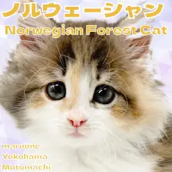 【 ノルウェージャンフォレストキャット 】顔よし性格よしの癒し系キャット！