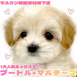 【 ミックス 】最強遺伝子！小さめサイズのプーマルが志村坂下店に新しく仲間入り！