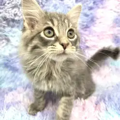 【 ノルウェージャン 】良血統の美形猫！甘えんぼで人が大好き！