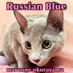 【 ロシアンブルー 】今すぐお迎えしたい!初めてさんでも安心の美ボディ王子!