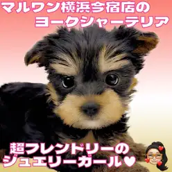 【 ヨークシャーテリア 】ドワーフボディが愛らしいフレンドリーなヨーキー登場！