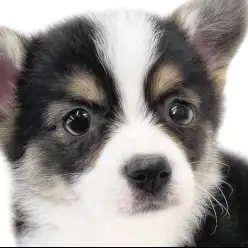 【 コーギー 】胴長短足むちむちボディの癒し系男子!希少なレアカラーにも注目!