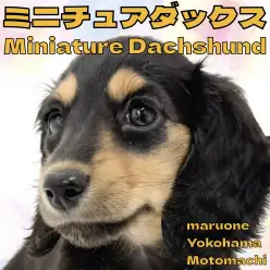 【 ミニチュアダックスフンド 】短足癒し系アイドルだっちゃんが横浜元町店に登場！