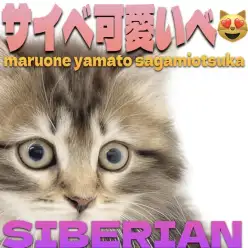 【 サイベリアン 】柔らかさと穏やかさの融合！そっと側に寄り添う甘え上手な癒し系