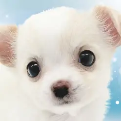 【 チワワ 】透明感溢れるぴゅあホワイトなちーちゃんが横浜元町店に登場！