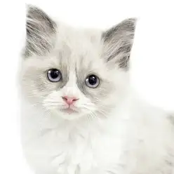 【 ラグドール 】ずーっと抱っこできるラグドールの女の子は性格が超キュート！