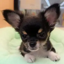 【 チワワ 】生後3ヶ月体重788g!スーパーフレンドリーなコンパクトガール!