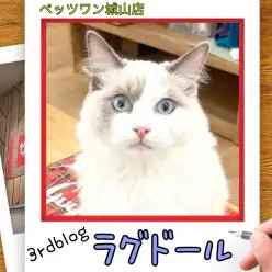 【 ラグドール 】城山っ子成長報告！2026年1月13日