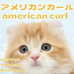 【 アメリカンカール   】毎日が大冒険！可愛さプレミアム級キャット！