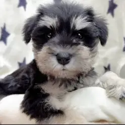 【 ミニチュア・シュナウザー 】ブラック&シルバーの甘えん坊で賢い女の子