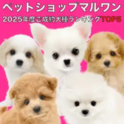 【 マルワンランキング 】2025年度マルワンでご成約いただいた犬種ランキングTOP5を大公開!
