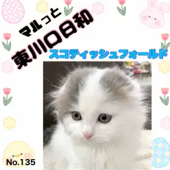 【 マルっと東川口日和No.135 】希少な神秘的毛色!垂れ耳スコティッシュ入店