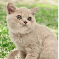 【 ブリティッシュショートヘア 】おおらかな性格で飼いやすい猫が登場