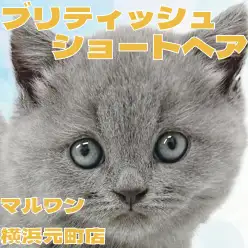 【 ブリティッシュショートヘア 】一目惚れ間違いなしのまんまるフェイス！