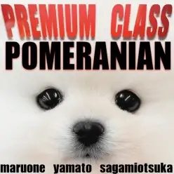 【 ポメラニアン 】圧倒的な愛らしさを持つ白たぬきポメはプレミアム認定の子犬！