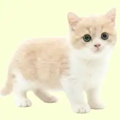 【 サイベリアン 】抜群に可愛いお顔！甘えん坊なクリーム&ホワイトの男の子