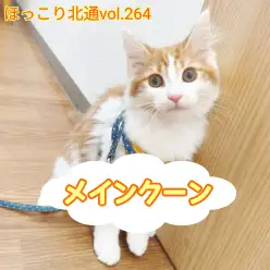 【 ほっこり北通vol.264 】メインクーンくん初めてのお散歩に挑戦！