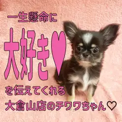 【 チワワ 】一生懸命に「大好き」を伝えてくれる大倉山店自慢のチワワちゃん！