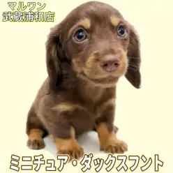 【 ミニチュア・ダックスフント 】短い手足が愛らしいチョコレート&タンの女の子