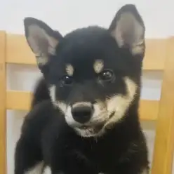 【 柴犬 】 凛とした美しさを纏う黒柴の男の子!ほっこり北通vol.269