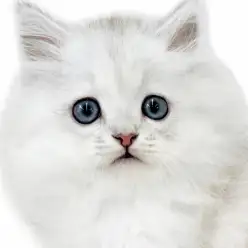 【 ペルシャ 】シルバーに輝く猫界の王様!気品と甘えん坊のギャップがたまらない