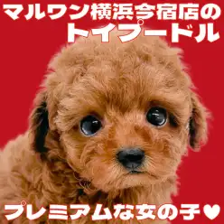 【 トイプードル 】濃厚レッドのプレミアムな女の子！オススメアイテムもご紹介！