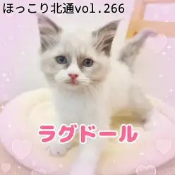 【 ラグドール 】ふみふみが止まらない！甘えん坊入店！ほっこり北通vol.266