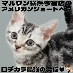 【 アメリカンショートヘア 】初心者さま必見！環境馴れ最速の甘えん坊な男の子！