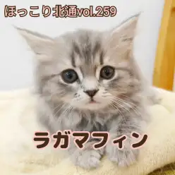 【 ほっこり北通vol.259 】とろけるくらい甘々な超美形ラガマフィン入店!