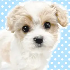 【 MIX 】まんまる瞳とブレンハイムカラーが魅力のキャバションくんをたっぷりご紹介