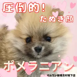 【 ポメラニアン 】小さめタヌキ顔をお探しの方必見！ポメちゃんが新しく仲間入り！
