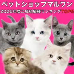 【 マルワンランキング 】2025年度マルワンでご成約いただいた猫種ランキングTOP5を大公開！
