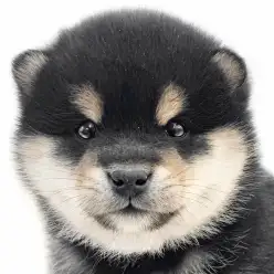 【 豆柴 】小熊のようなルックスの持ち主！無邪気さと凛々しさを持ち合わせた男の子